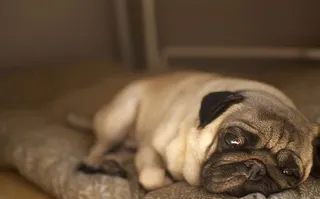 斯洛伐克，狗，睡眠，动物，最好的朋友，帕格，žilina，35毫米