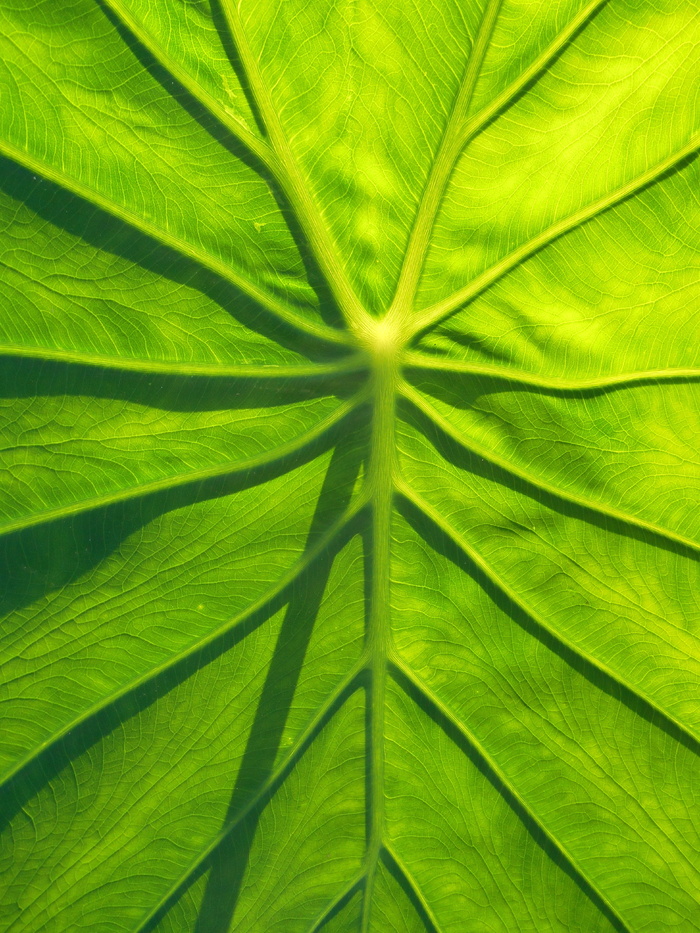 叶，芋头，天然，绿色，叶菜，植物，自然，绿色