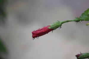 芙蓉，月季，生长，植物，雨滴，雨天，特写，聚焦前景