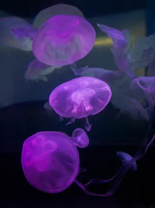 海蜇, 野生动物, 海, 水下, 水, 野生动物, 无脊椎动物, 海上生活