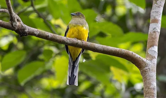 鸟，马来西亚鸟，咬人，动物主题，动物，脊椎动物，野生动物，一种动物