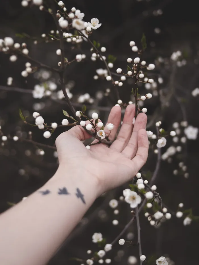 触摸白花的人