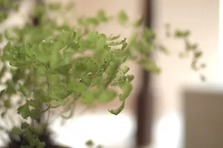 植物，花瓶，罐子，陶器，苔藓，盆栽植物，欧芹，花盆