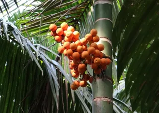 槟榔，槟榔，坚果，棕榈坚果，槟榔，树，成熟，拉曼古利