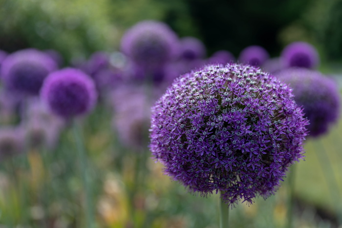 加拿大，温哥华，610 pipeline rd，flower，ball，allium giganteum，allium，Creative