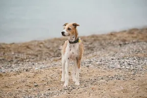 站在大衣上的狗