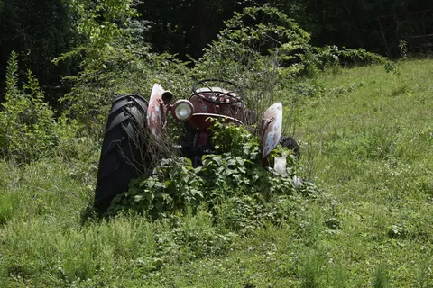 自然、草、户外、木材、树木、田野、夏天、景观