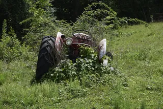 自然、草、户外、木材、树木、田野、夏天、景观