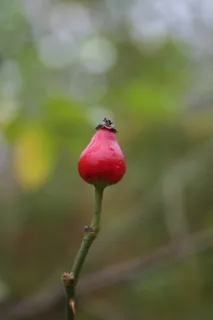 玫瑰果, 玫瑰果成分, 玫瑰果, 觅食玫瑰果, 收集玫瑰果, 保存玫瑰果, 觅食玫瑰果, 自然 玫瑰果, 玫瑰果成分, 玫瑰果, 觅食玫瑰果, 收集玫瑰果, 保存玫瑰果, 觅食玫瑰果, 自然
