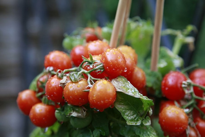 番茄、绿色、红色、食物、蔬菜、花园、皱褶、桁架