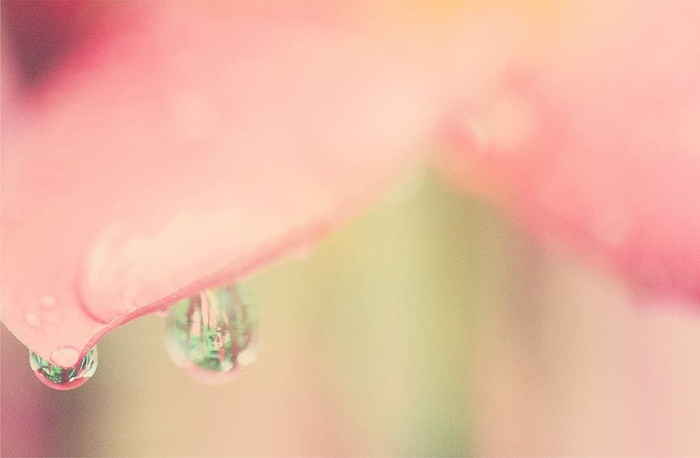 水，模糊，露水，雨滴，清洁，特写，植物，花朵