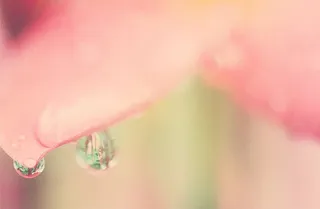 水，模糊，露水，雨滴，清洁，特写，植物，花朵