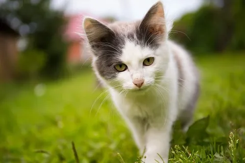 选择性,聚焦摄影,短毛,白色,灰色,小猫,草,猫 选择性,聚焦摄影,短毛,白色,灰色,小猫,草,猫