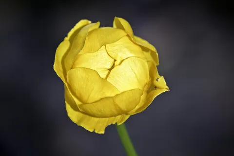 英国，西苏塞克斯，花朵，春天，黄色，花朵，摄影棚拍摄，黑色背景