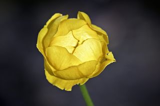 英国，西苏塞克斯，花朵，春天，黄色，花朵，摄影棚拍摄，黑色背景