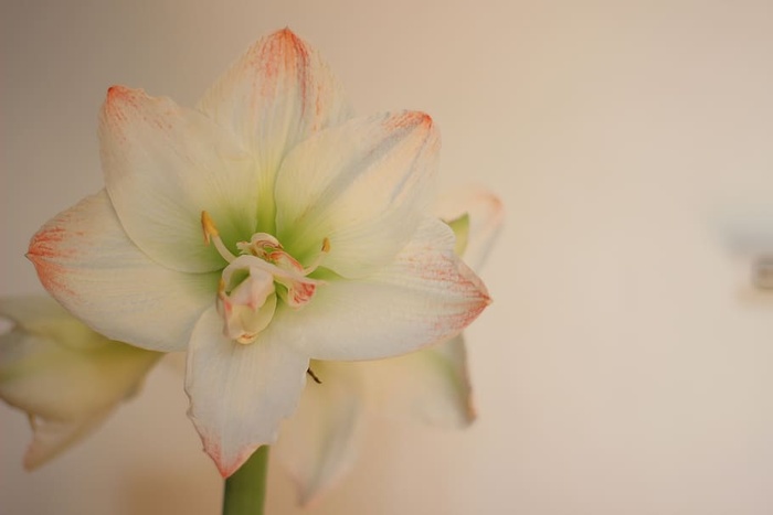 花，石蒜，花，花，开花，开花植物，脆弱，脆弱，自然之美