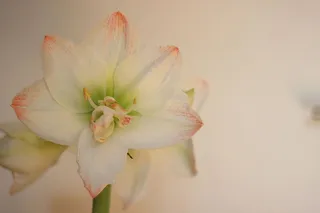 花，石蒜，花，花，开花，开花植物，脆弱，脆弱，自然之美