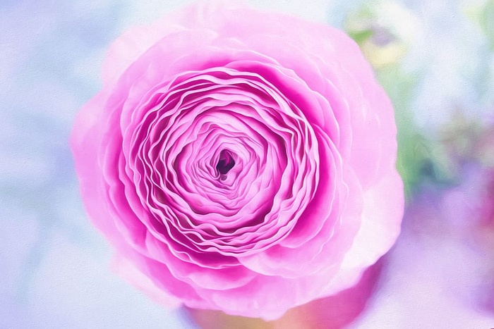 粉红色的花