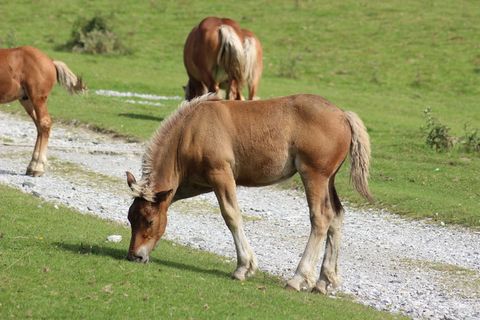 动物, 哺乳动物, 草坪, 修剪, 草原, 年轻的马, 山, 比利牛斯