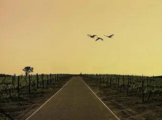 被农场包围的道路