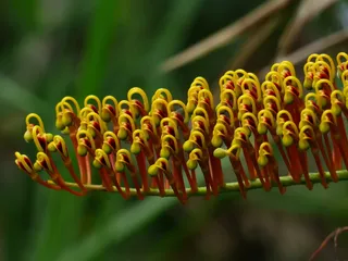 花，黄色，梳状，红色，弯曲，梳状，蝙蝠，粗壮灰毡毛