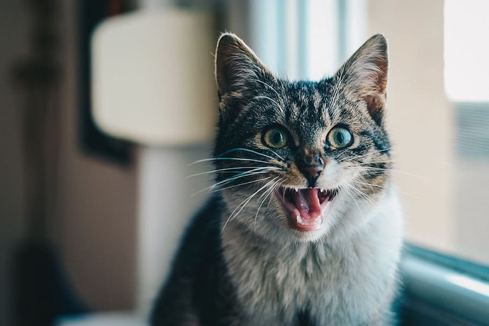 猫打哈欠的特写照片