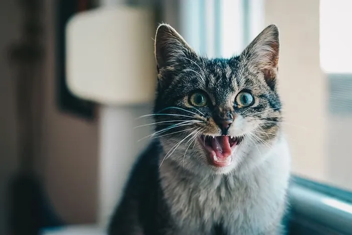 猫打哈欠的特写照片