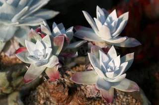 肉质植物，肉质在这，仙人掌，花园，花，植物，花园，盆栽植物