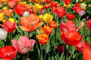 红色，粉色，黄色，郁金香花田，郁金香，花朵，盛开，五颜六色