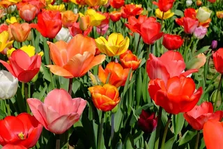 红色，粉色，黄色，郁金香花田，郁金香，花朵，盛开，五颜六色