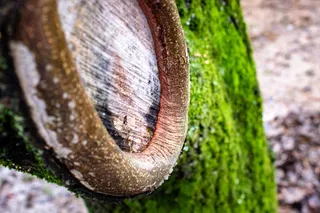 树，树皮，苔藓，绿色，自然，地衣，森林，森林