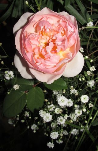 花，玫瑰，植物，自然，花卉，开花植物，植物，自然之美