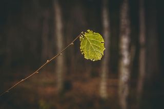 绿叶的宏观拍摄