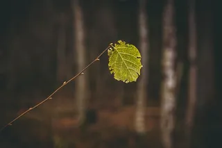 绿叶的宏观拍摄