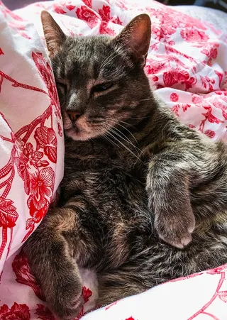 卧室，床，猫，宠物，猫，宠物，快乐，太阳