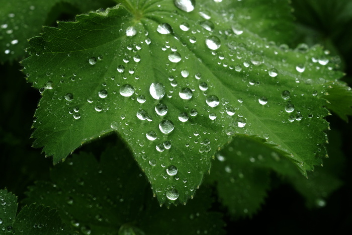 雨、叶子、露水、水滴、自然、宏观、特写、纯净