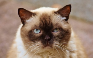 喜马拉雅猫特写照片