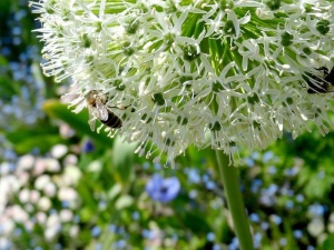 观赏洋葱、葱、象牙皇后、蜜蜂、花、昆虫、植物、特写