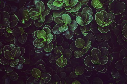 植物，叶子，叶子，露水，水滴，绿色，潮湿，绿色