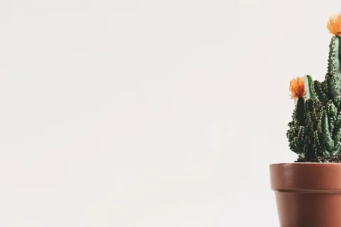 艺术、植物、花盆、花卉、植物、仙人掌、色彩、装饰