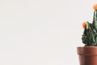 艺术、植物、花盆、花卉、植物、仙人掌、色彩、装饰