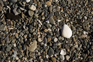 砾石，海滩，石头，海，海​​贝壳、石头、化石、沙子、卵石