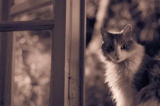 选择性，聚焦，哦，白色，黑色，猫，动物，猫