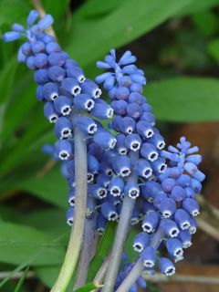 葡萄园Traubenhyazint，花，葡萄园，花，葡萄园Traubenhyazint，开花，开花，春天，花园