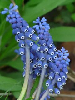 葡萄园Traubenhyazint，花，葡萄园，花，葡萄园Traubenhyazint，开花，开花，春天，花园