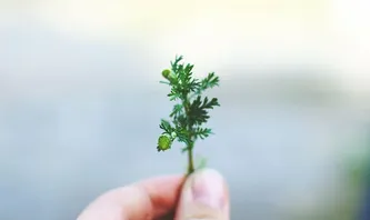 人，手，绿色，植物，叶子，模糊，手，人的手
