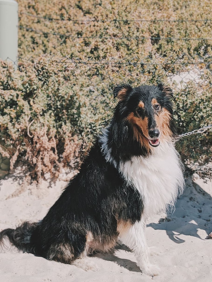 成年黑白粗牧羊犬