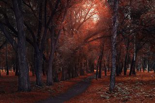 树，秋天，木头，公园，风景，户外，如画，一路