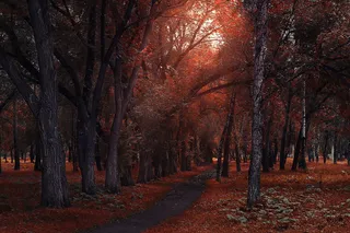 树，秋天，木头，公园，风景，户外，如画，一路