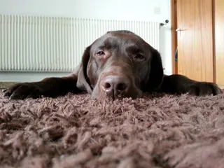 特写，照片，巧克力拉布拉多猎犬，地毯，狗，疲倦，拉布拉多，棕色